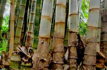 cara membuat kompos dari daun bambu kering